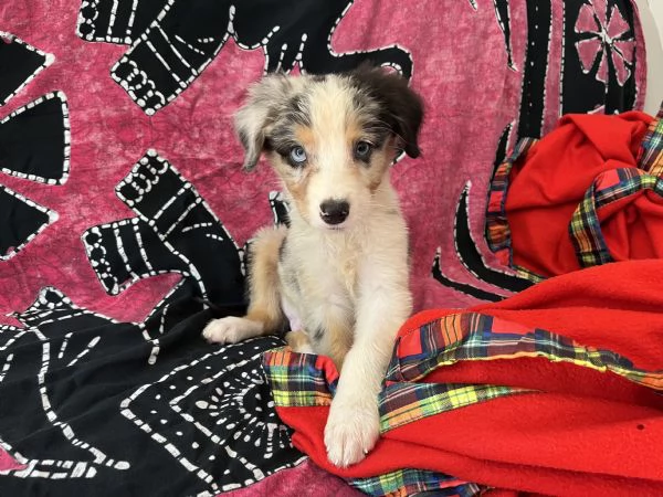 Cucciolo di Australian Shepard vendo