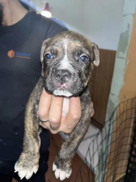 Meravigliosi cuccioli AmstaffPitbull | Foto 3