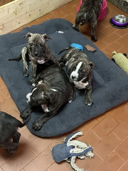 Meravigliosi cuccioli AmstaffPitbull | Foto 1