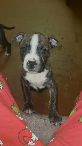 Meravigliosi cuccioli AmstaffPitbull | Foto 0