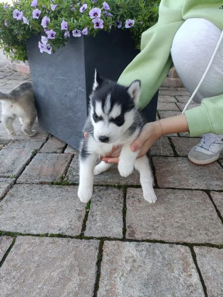 Cuccioli Husky 