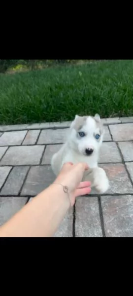 Cuccioli Husky  | Foto 3