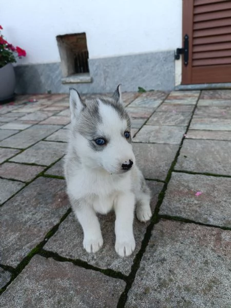 Cuccioli Husky  | Foto 1