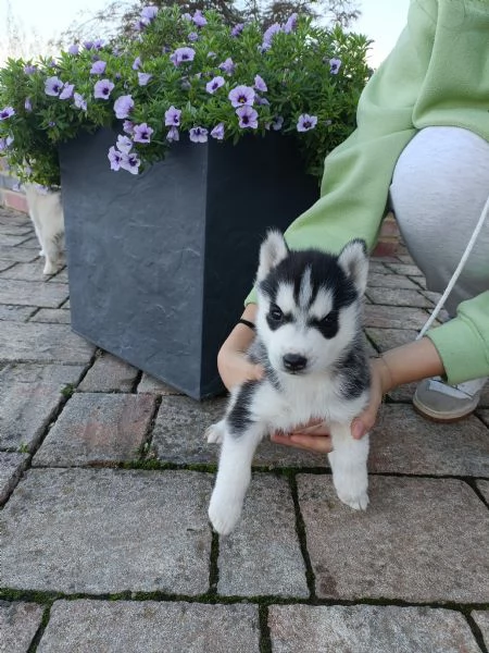 Cuccioli Husky  | Foto 0