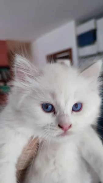 Disponibili per la prenotazione cuccioli di Ragdoll | Foto 5