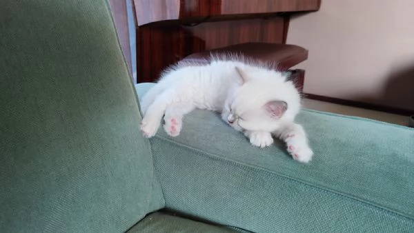 Disponibili per la prenotazione cuccioli di Ragdoll | Foto 4