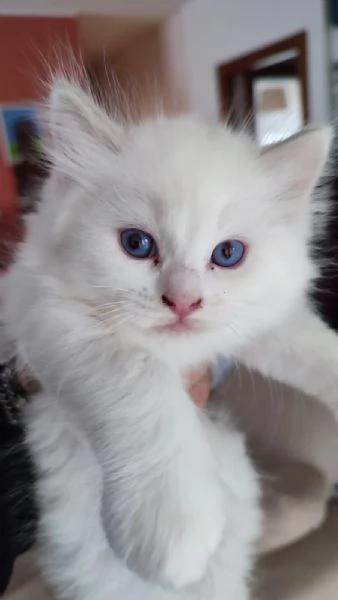 Disponibili per la prenotazione cuccioli di Ragdoll | Foto 3