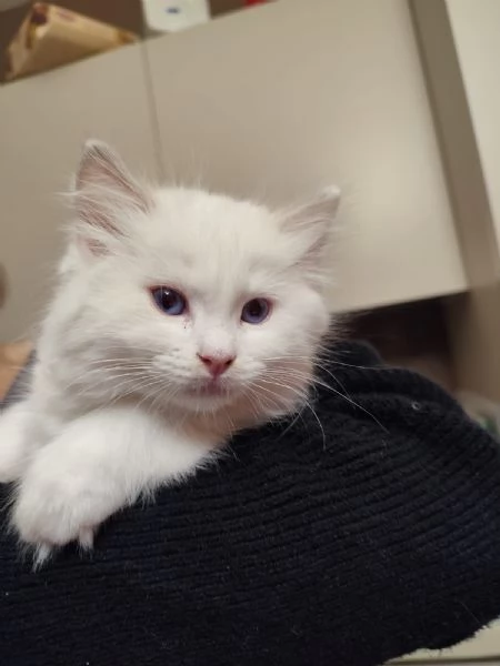 Disponibili per la prenotazione cuccioli di Ragdoll | Foto 2