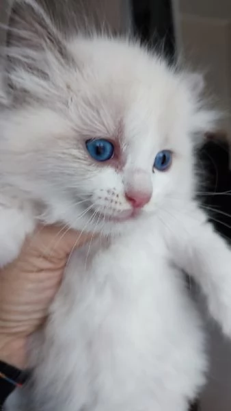 Disponibili per la prenotazione cuccioli di Ragdoll | Foto 1