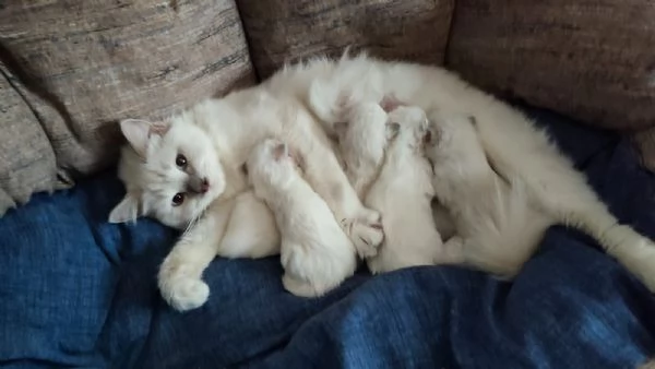 Disponibili per la prenotazione cuccioli di Ragdoll | Foto 0