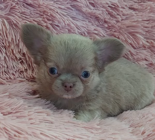 chihuahua cucciolo  femmina  maschio blu lilla | Foto 0