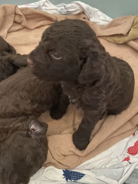 Cuccioli di lagotto  | Foto 2