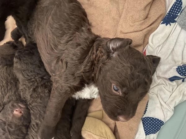 Cuccioli di lagotto  | Foto 1