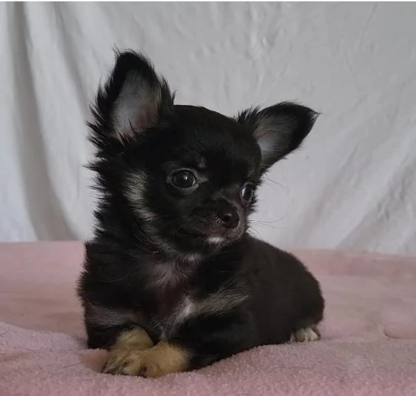 Chihuahua femmina pelo lungo