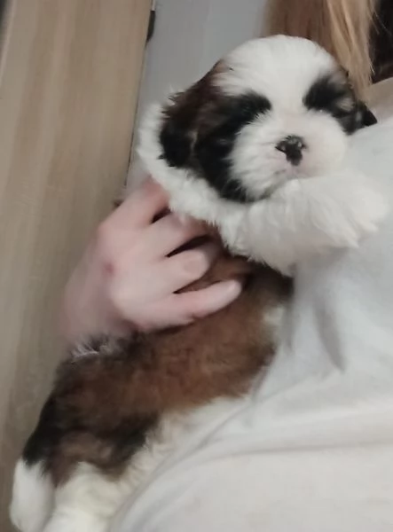 Pura razza cuccioli di shih tzu per adozione