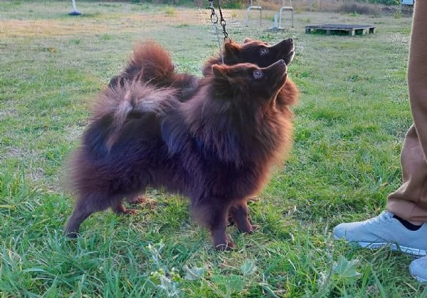 Cucciolo di Spitz tedesco medio marrone | Foto 0