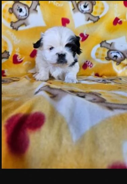 bellissimi cuccioli shihtzu | Foto 0