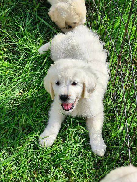 Cuccioli Golden retriever 