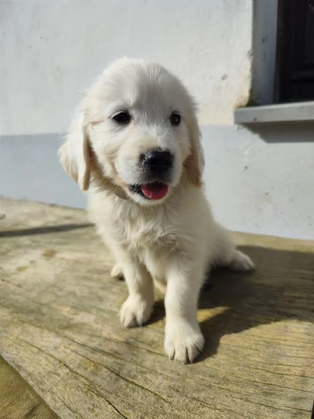 Cuccioli Golden retriever  | Foto 1