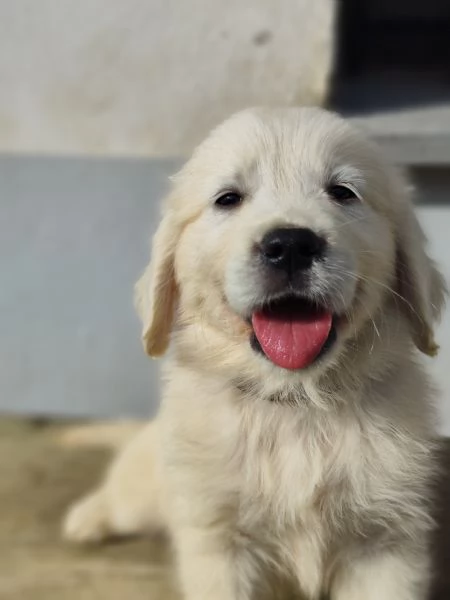 Cuccioli Golden retriever  | Foto 0