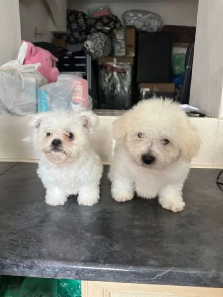 Cuccioli Maltese