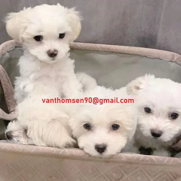 Cuccioli di Maltese Toy con Pedigree