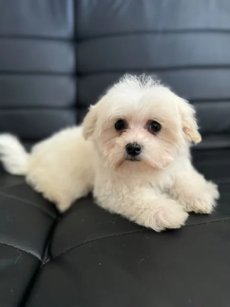 Cucciolo maltese