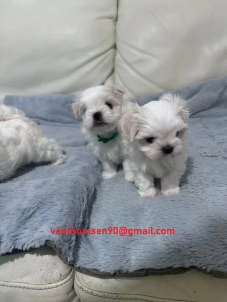 Maltese e maltesi cuccioli