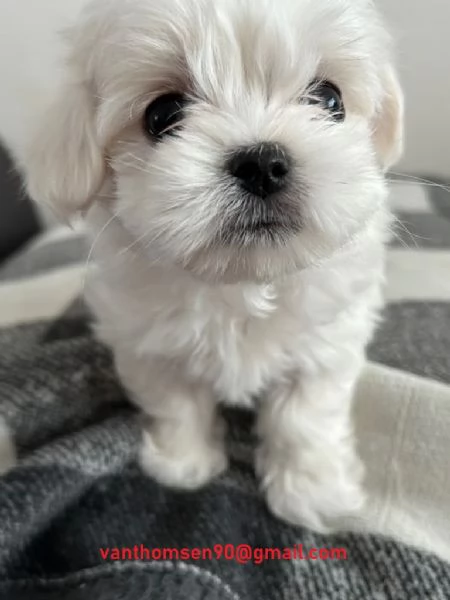 Bellissimi cuccioli di maltese Teacup