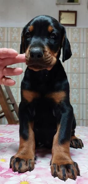 dobermann | Foto 2