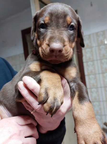 dobermann | Foto 1