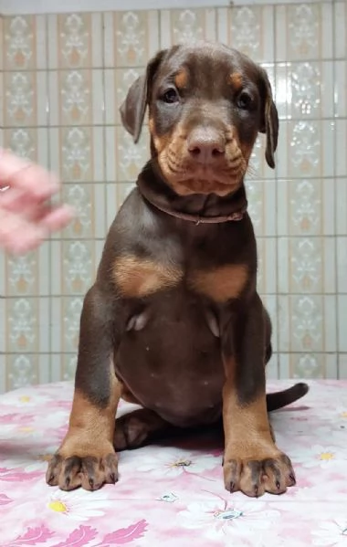 dobermann | Foto 0