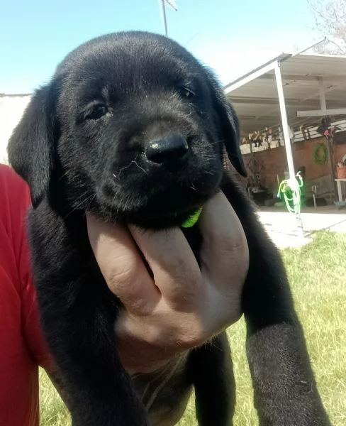 Cuccioli di labrador retriever