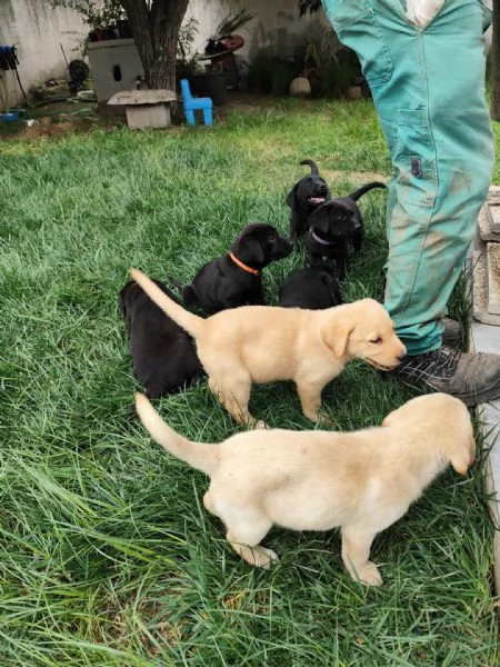 Cuccioli di labrador retriever | Foto 3