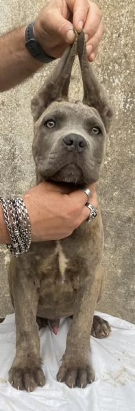 Cucciolo cane corso  | Foto 0