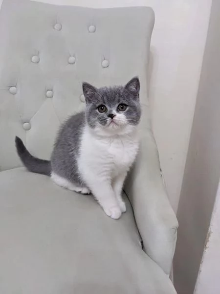 Cuccioli British shorthair