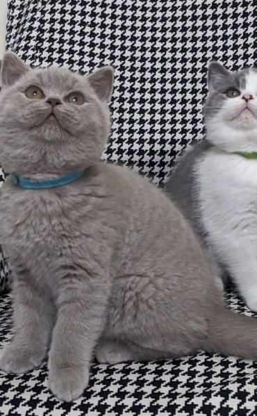 Due cucciole british shorthair