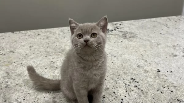 Cucciolo di British Shorthair 