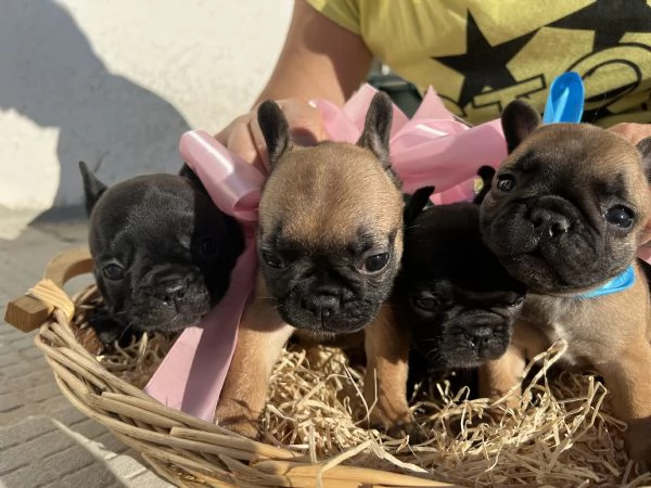 Prenotabili  Bulldog francese | Foto 6