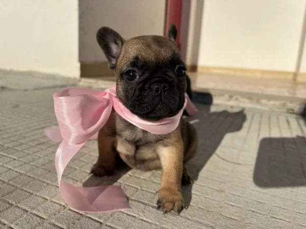 Prenotabili  Bulldog francese | Foto 5