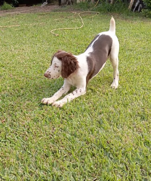 Cucciola di springer  | Foto 1