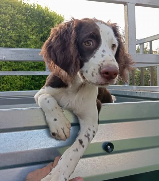 Cucciola di springer  | Foto 0