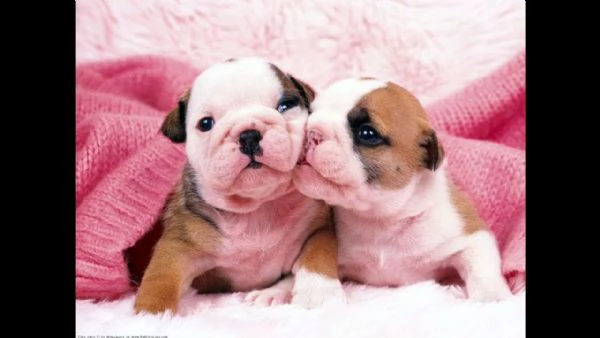 Cuccioli di Bulldog inglese registrati Akc in vendita