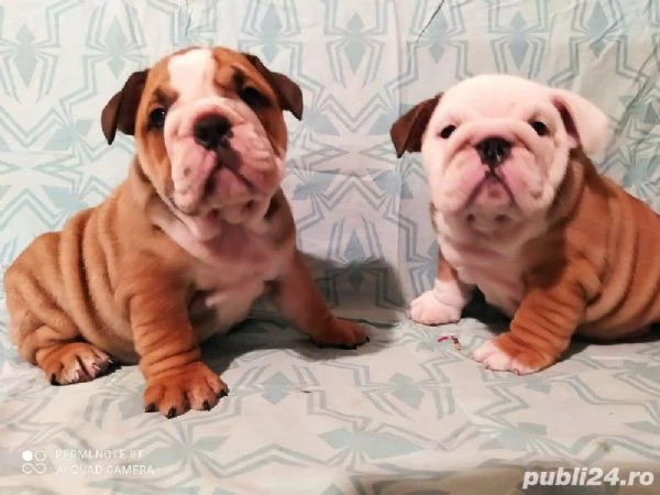 Bellissimi cuccioli di Bulldog inglese disponibili