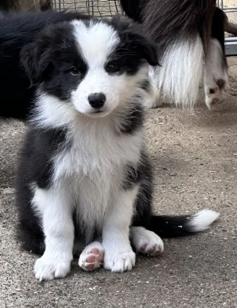 Border collie cuccioli  | Foto 0