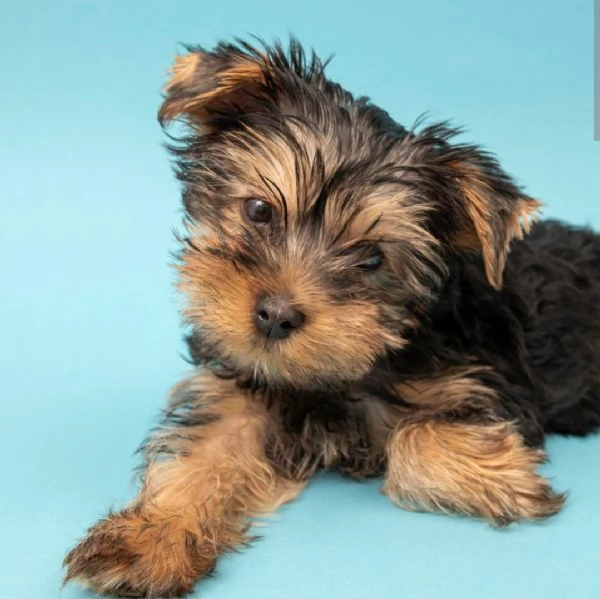 Yorkshire Terrier 