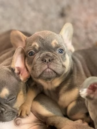 Cuccioli di bulldog francese disponibili | Foto 5