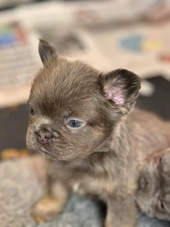 Cuccioli di bulldog francese disponibili | Foto 4