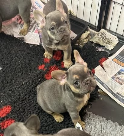 Cuccioli di bulldog francese disponibili | Foto 1