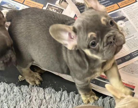 Cuccioli di bulldog francese disponibili | Foto 3